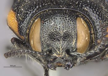 Media type: image;   Entomology 8023 Aspect: hefa